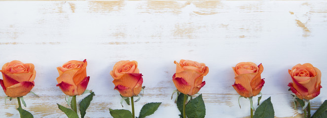 orange roses on white rustic wooden background