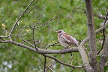 Fototapeta premium A mavis sitting on a tree branch