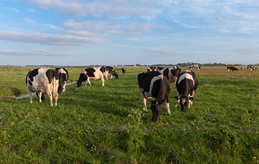 Cows grazing in evening sun in dutch countryside