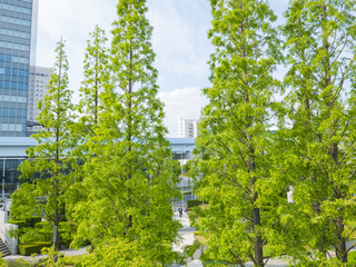 Fototapeta premium fresh green woods and office building.