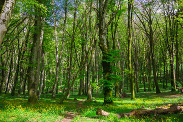 Foresta incantata nel Cimino