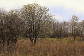 Fototapeta na wymiar background concept Spring buds of green trees