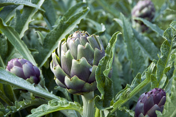 Artichokes