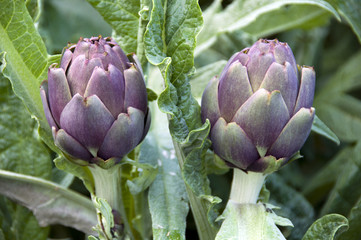 Artichokes