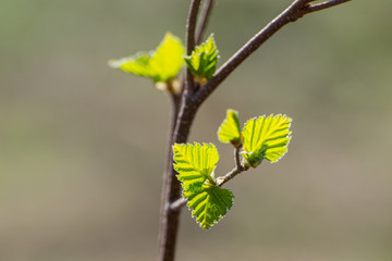 Наступила весна. Береза распустила молодые листья. 