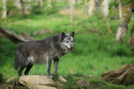 Loup timberwolf