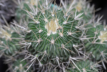 mini cactus from top view