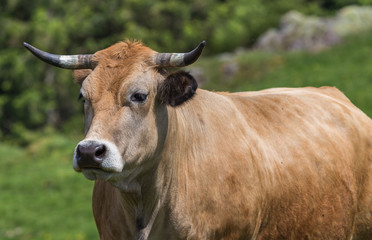 vache de race Aubrac