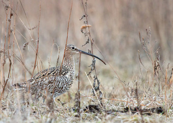 Eurasian curlew in the meadow