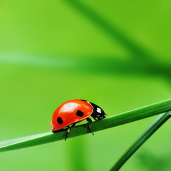 Ladybug on grass