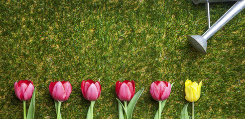 Tulpen auf Gras, Reihe, Giesskanne, pink, gelbe Tulpe
