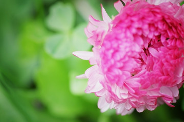 countryside in rural areas