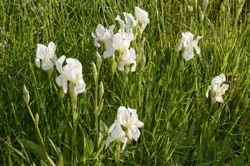 white iris flowers, Lerici