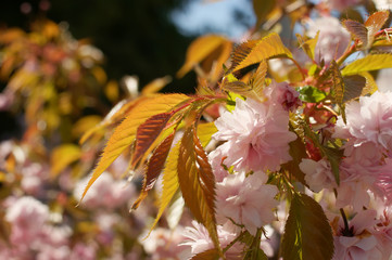Prunus serrulata or Japanese Cherry spring bloom