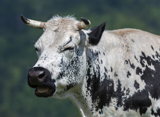 vache de race vosgienne