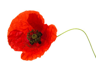 bright red poppy