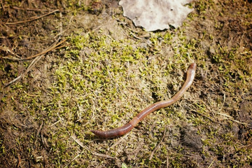 earthworm on land