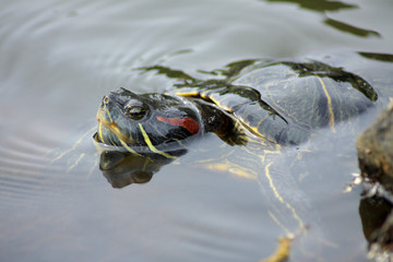 Fototapeta premium カメ
