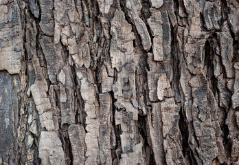 Tree texture background