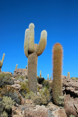 Остров кактусов, солончак Уюни, Боливия