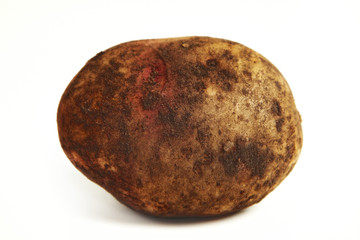 Fototapeta premium Potatis