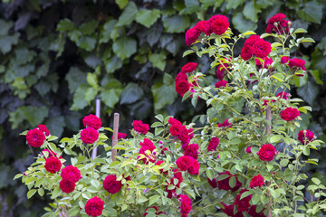 Rote Strauchrosen vor efeubewachsener Wand