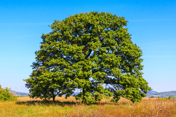 Lonely oak tree on the meadow