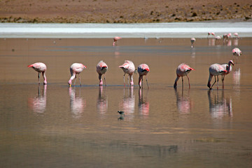 Fototapeta premium Розовый фламинго, Боливия 
