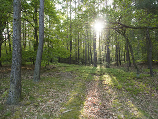 Sunny morning in the forest