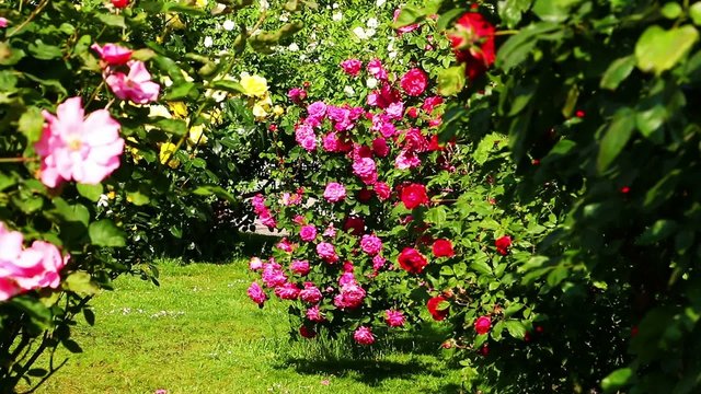 Rosenstrauch im Garten