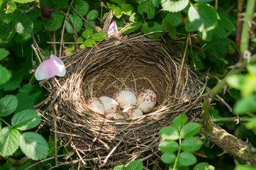 Bird's nest with eggs