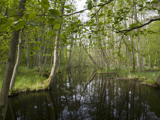 a river in forest