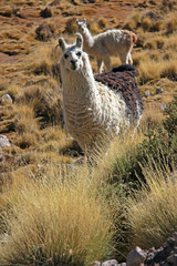 Лама, Боливия