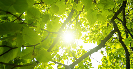 Sun shining through chestnut leaves