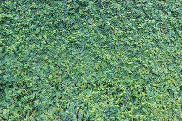 Green creeper on cement wall