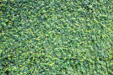 Green creeper on cement wall