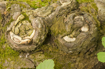  root and snapped shoots 
