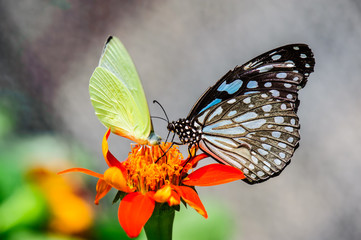 Thailand butterfly on colorful flower north of thailand.