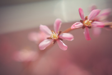 Fototapeta na wymiar The almond tree pink flower close-up with branch