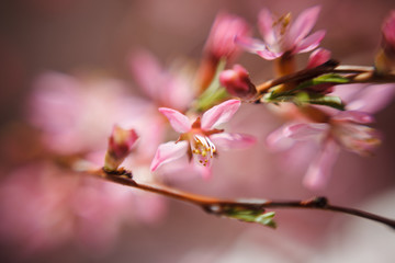 The almond tree pink flower close-up with branch