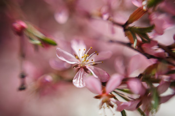 Fototapeta na wymiar The almond tree pink flower close-up with branch