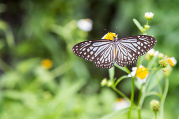 butterfly on flowers
