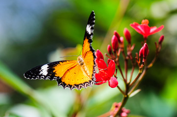 Fototapeta na wymiar Thailand butterfly on colorful flower north of thailand.