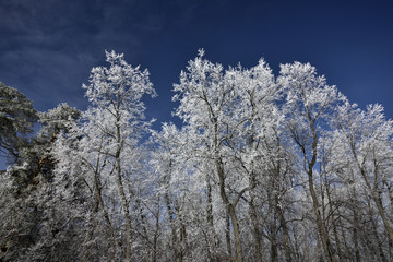 white frost