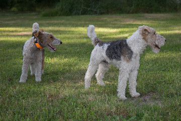 Two Fox Terrier on the grass in a garden waiting