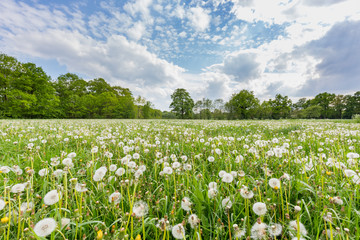 Fototapeta na wymiar Overblown dandelions in meadow with blue sky and clouds
