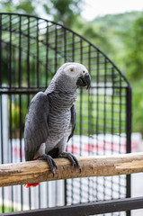 grey parrot on wood branch