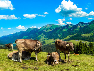Fototapeta na wymiar Allgäuer Kühe in den Alpen