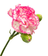 vareigated carnation flowers