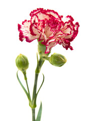 vareigated carnation flowers